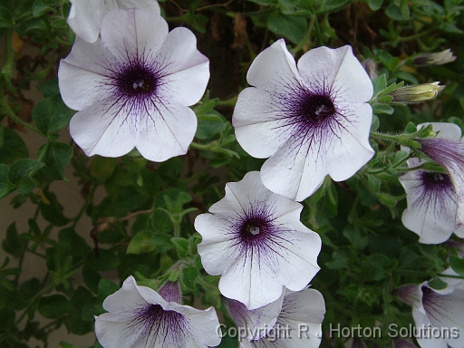 Petunia White